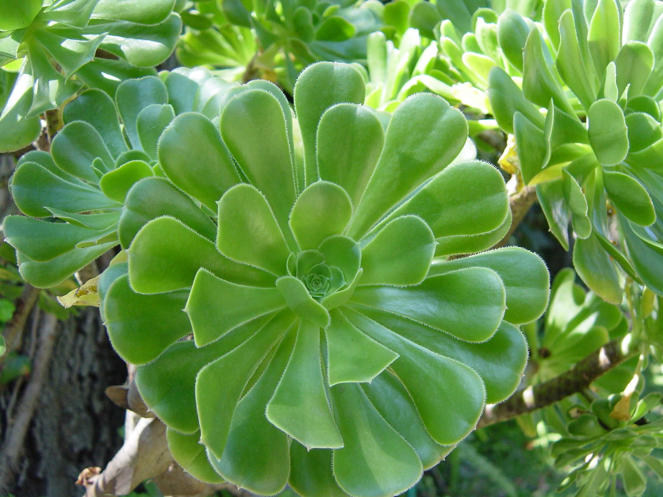 Plantas de bajo mantenimiento | -Landscaping- Le damos vida a tu entorno