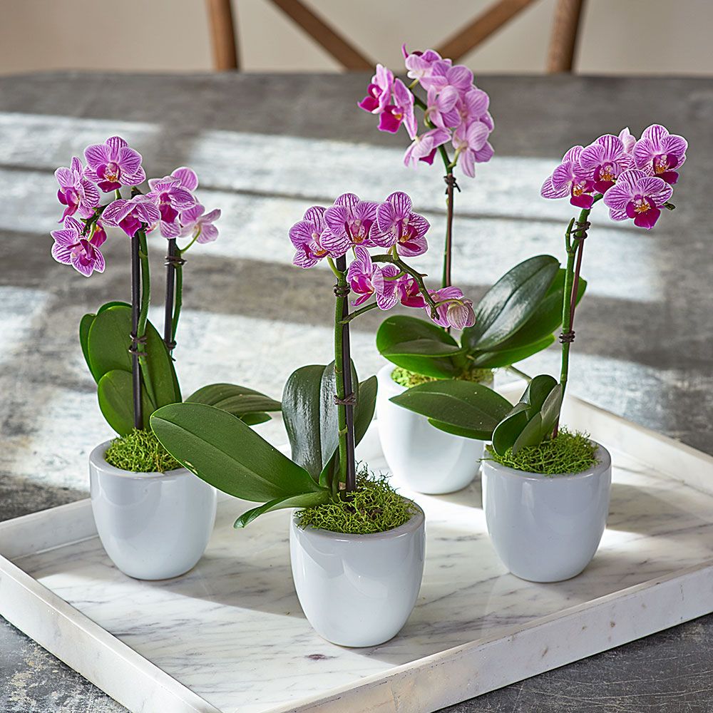 Mini plantas con flor Landscaping Le damos vida a tu entorno